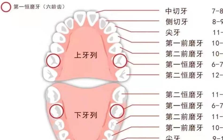 宝宝出牙时间与发育规律，几个月出牙齿才算正常？