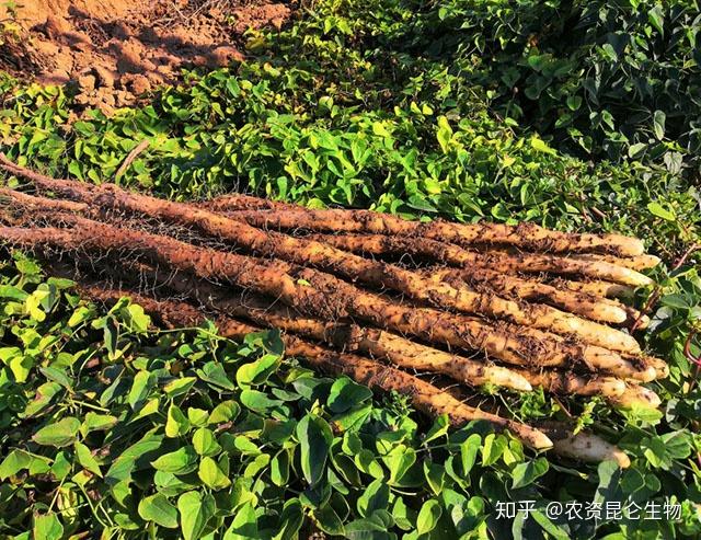 广东省山药种植条例