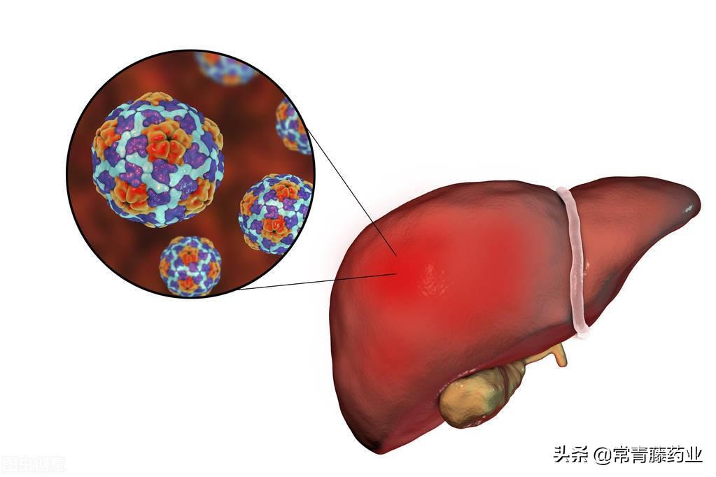 吃恩替两个月后肝隐隐疼，探究原因与应对策略
