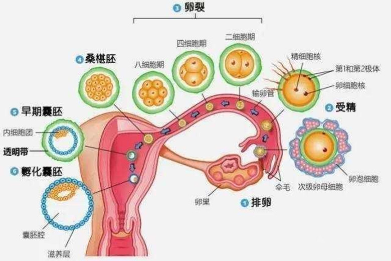 女性排卵一个月排几个，深度解析女性生理周期中的排卵机制