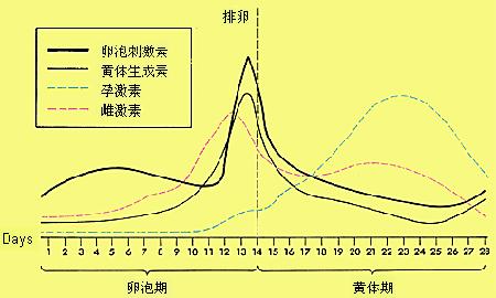 一个月排卵两次，生理现象的探讨与理解