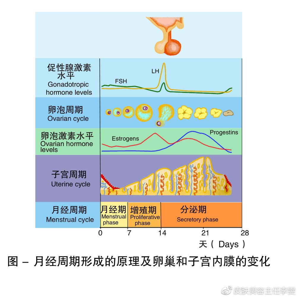 一个月能排几个卵子，深度解析女性生理周期中的奥秘