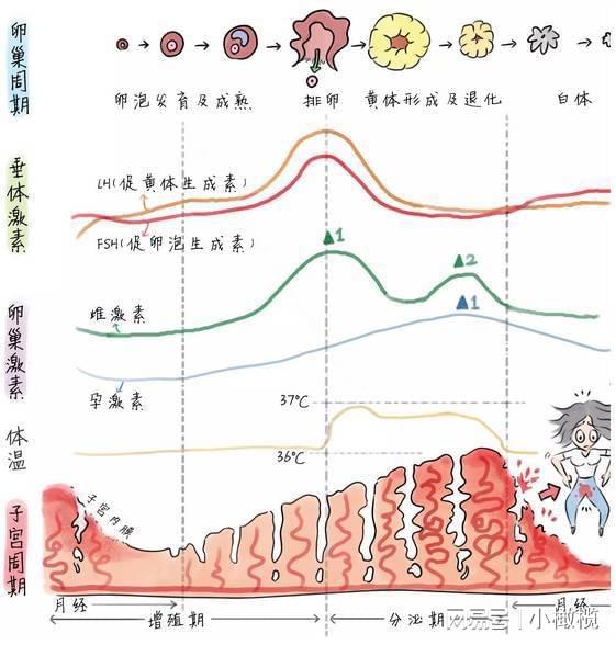 上个月大姨妈来了，这个月没来——关于女性生理周期的探索与解析